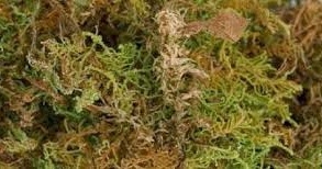 Apakah Sphagnum Moss Digunakan Untuk?