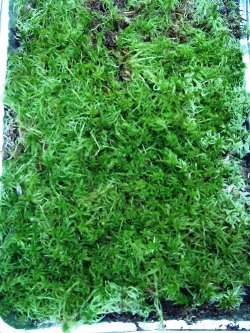 Waarvoor wordt Sphagnum Moss gebruikt?