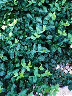 Hvordan plante Myrtle Ground Cover