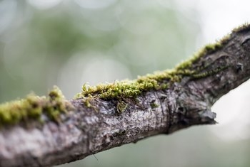 Cara Menjaga agar Tungkai Pohon Tidak Tumbuh Kembali