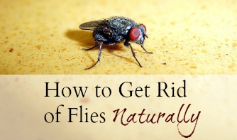 Как да се отървете от мухите в къщата през зимното време