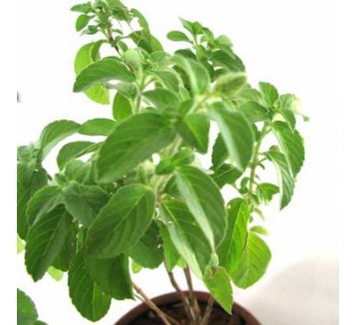 Beskrivelse af Tulsi som en botanisk plante