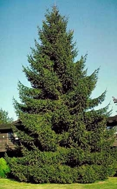 Cây Spruce phát triển nhanh như thế nào?