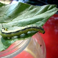 Wachsen und Ernten von Catalpa-Würmern von Catalpa-Bäumen