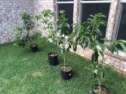 Kako uzgajati avokado u Alabami