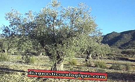Подрязване на безплодни маслинови дървета