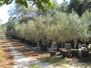 Fruchtlose Olivenbäume abschneiden