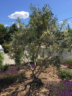 Przycinanie bezowocnych drzew oliwnych