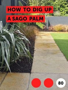 Cara Menggali Palm Sagu