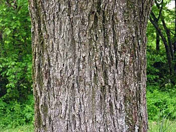 ニレと灰の木を識別する方法
