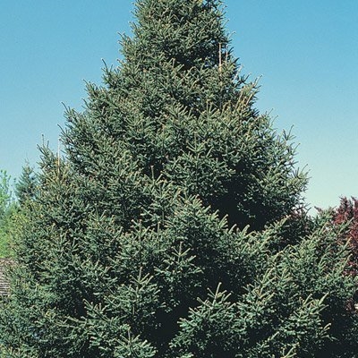 Hoe Noorwegen Spruce Plant