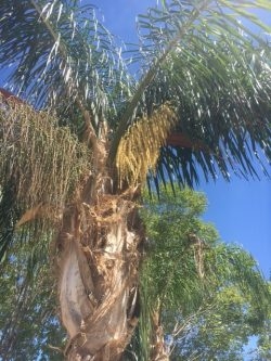 Cara Menghentikan Ratu Palm Dari Memproduksi Benih