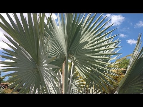 Como parar uma palmeira rainha de produzir sementes