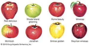 ¿Cuál es el tipo más grande de manzana cultivada?