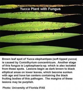 Como reviver uma planta Yucca
