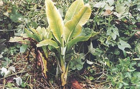 Jak zabít banánové rostliny
