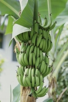 Wie man Bananenpflanzen tötet