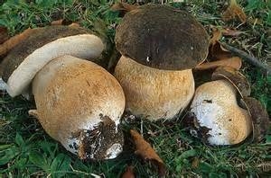 Durata della vita del fungo