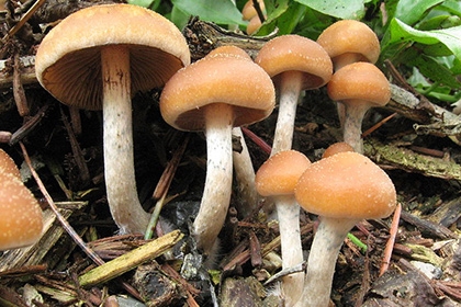 Продолжительность жизни грибов
