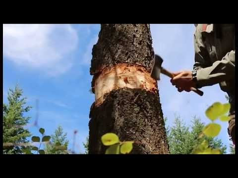 كيفية إصلاح الثقوب في جذوع الأشجار