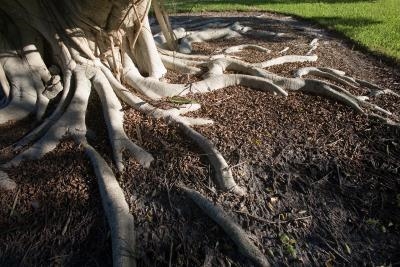 Cómo arreglar agujeros en los troncos de los árboles