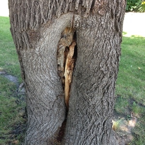 Kako popraviti luknje v drevesih