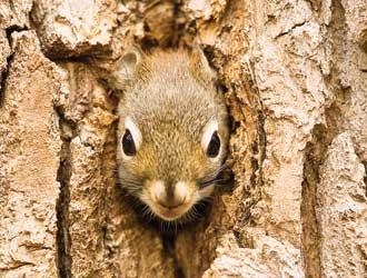 Che cosa è velenoso per gli scoiattoli?