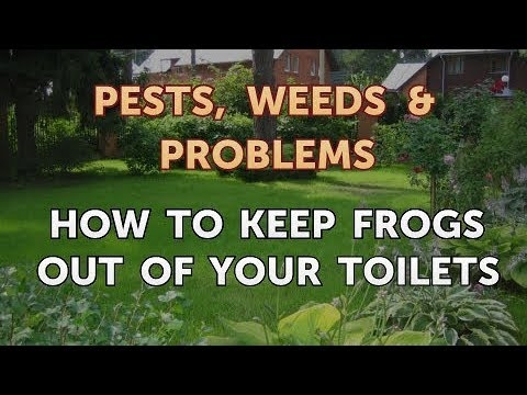 Как да запазите жабите извън тоалетните си
