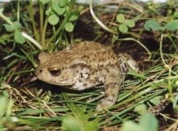 Kako preprečiti žabe iz stranišč