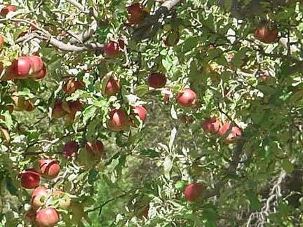 كيفية منع الديدان من الحصول على أشجار التفاح الخاص بك