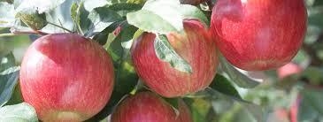 Solucanların Elma Ağaçlarına Çıkmasını Nasıl Önlersiniz?