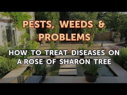 シャロンの木のバラの病気を治療する方法