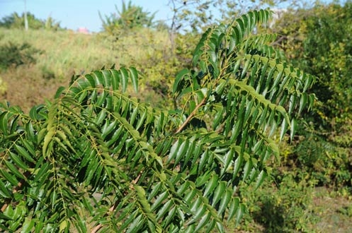 Comment faire des extraits de feuilles de neem