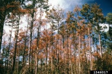 Cómo matar un escarabajo del pino en tus árboles