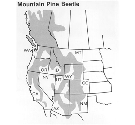 Cara Membunuh Kumbang Pinus di Pohon Anda