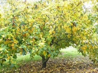 Buone varietà di alberi da frutto per il Kentucky