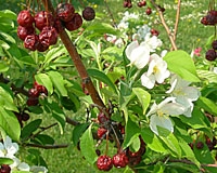 Boas variedades de árvores de fruto para Kentucky