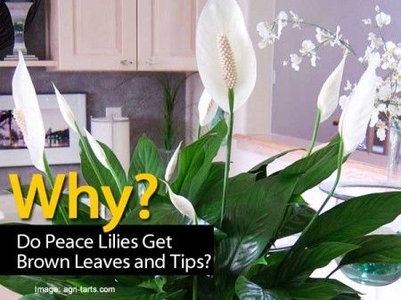 Грижи за растенията за мир лилия с кафяви листа