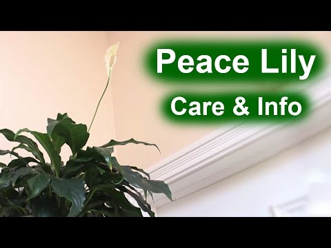 Pflanzenpflege für eine Friedenslilie mit braunen Blättern