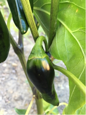 Perché i miei peperoni verdi stanno diventando neri?