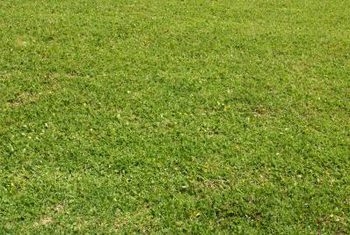 세인트 오거스틴 잔디를 과다 복용하는 방법