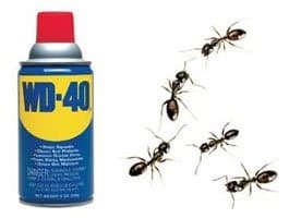 Kuinka tappaa muurahaiset WD-40: llä