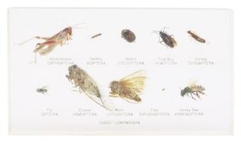 Cómo identificar las pulgas