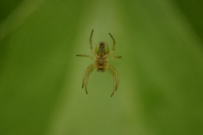 Smrtící pavouci v Západní Virginii