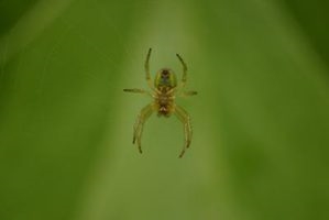 Смертельные пауки в Западной Вирджинии
