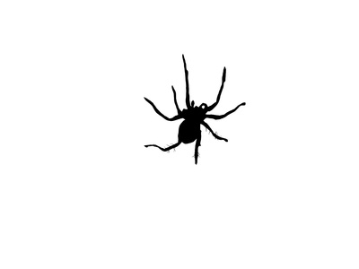 Batı Virginia'daki Ölümcül Örümcekler