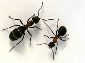 Wie man Ameisen mit Maismehl tötet