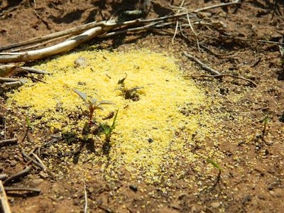 Cómo matar hormigas con harina de maíz