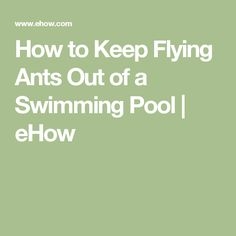 So halten Sie fliegende Ameisen aus einem Schwimmbad heraus