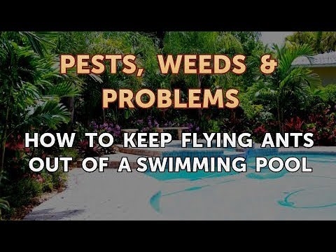 Cómo mantener a las hormigas voladoras fuera de una piscina